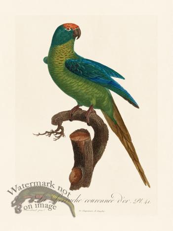 Barraband Parrot 041